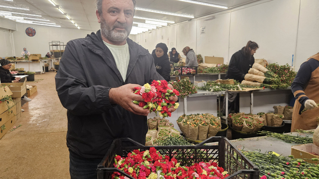 Sirtakide tabak kırmanın yerini alan Türk karanfilinden 3 milyon dolarlık gelir
