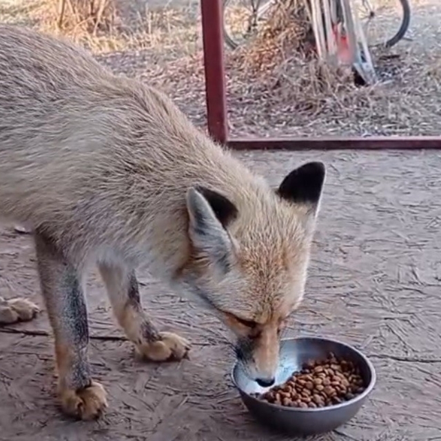 Tilki ile sohbet gülümsetti