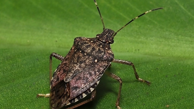 Kokarcanın fındıktaki zararı derinleşiyor
Prof. Dr İsmail Demir:
"Kokarca, Karadeniz sahil şeridi boyunca denize paralel şekilde yayılım göstermekte ve maalesef çok geniş bir alanda etkili olmaktadır"
"Yoğunluğun yüksek olduğu bölgelerde fındıktaki zarar oranı yüzde 70-80'e, hatta zaman zaman yüzde 100'e ulaşabilmektedir"