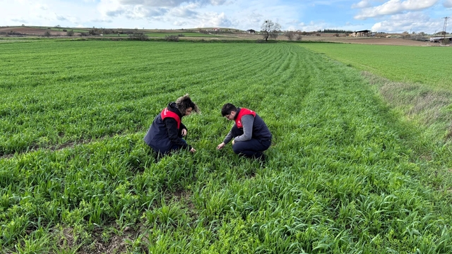 Kırklareli'nde tarlalara ekilen kuraklığa dayanıklı yem bitkilerinin kontrolleri yapıldı