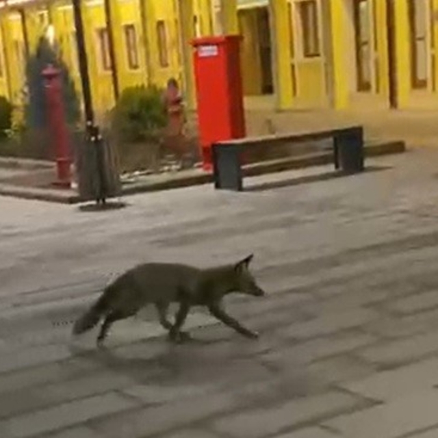 Eskişehir garında tren beklerken gördükleri tilki karşısından hayrete düştü...