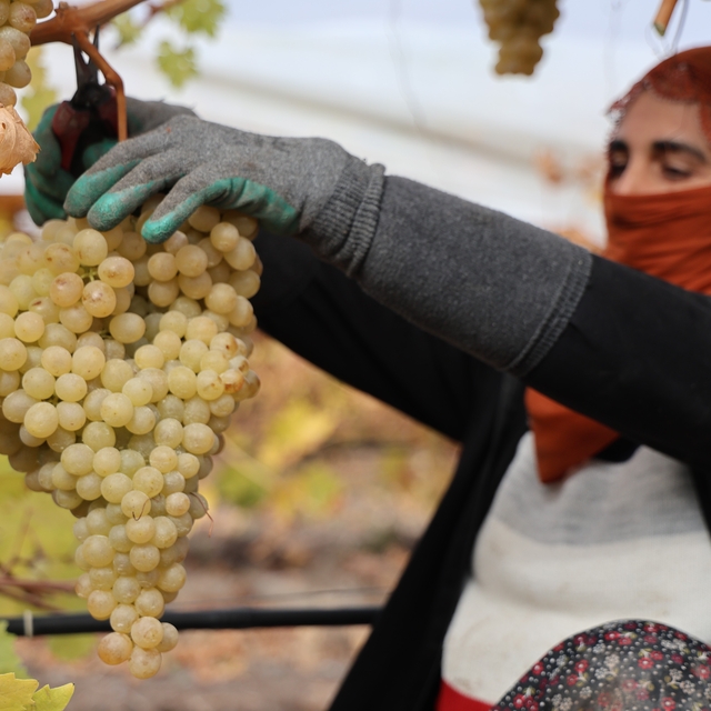 Elazığ'da donun vurduğu üzümde rekolte yüzde 80 düştü
Elazığ'ın en 'Hoş' ha...