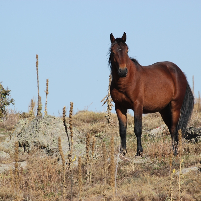 Bulutların dansı ve yılkı atları dron ile görüntülendi