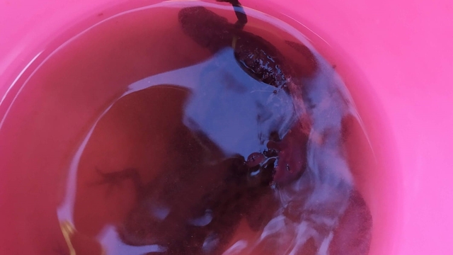 Su çektiği kuyudan semenderler çıktı