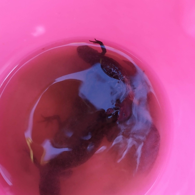 Su çektiği kuyudan semenderler çıktı