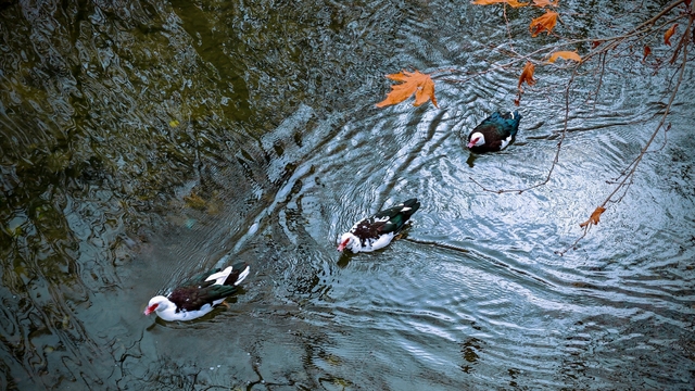 Savur, doğal güzelliğiyle ziyaretçileri mest ediyor