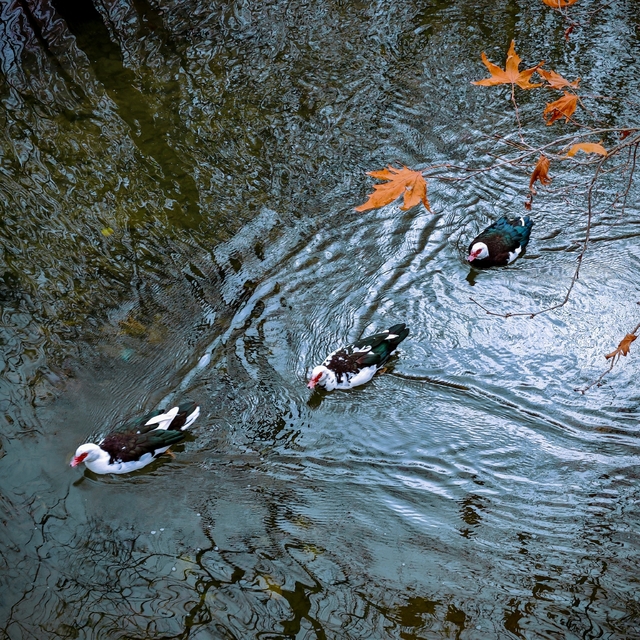 Savur, doğal güzelliğiyle ziyaretçileri mest ediyor