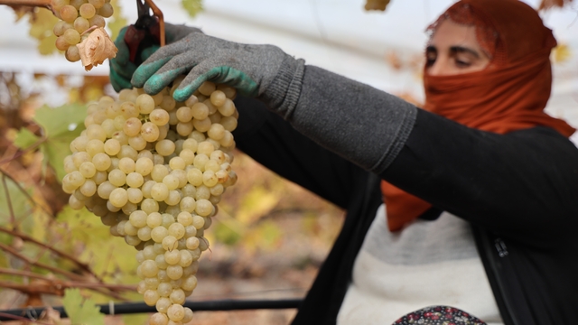 Elazığ'da donun vurduğu üzümde rekolte yüzde 80 düştü
Elazığ'ın en 'Hoş' hasadında, tatsız mahsul