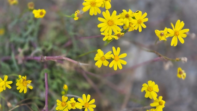 Yozgat'a kış gelmeden bahar geldi, kır çiçekleri açtı