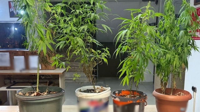 Polis saksılar da yetiştirilen kenevir ele gecirdi