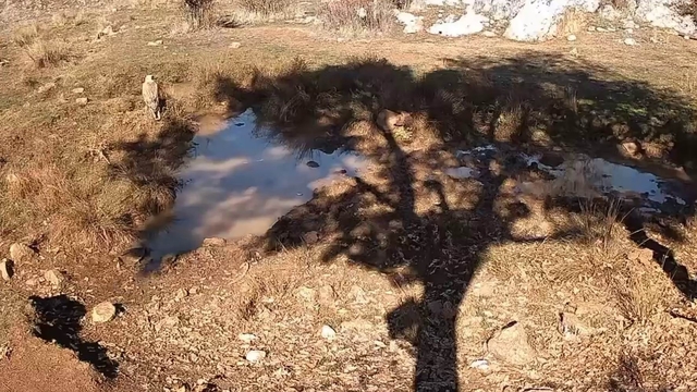 Fotokapanla yaban domuzunun çamur banyosu ve kurdun av peşindeki anı kaydedildi
Fotoğraf tutkunu doğaseverden Anadolu doğasında belgesel tadında görüntüler