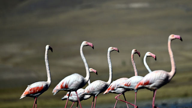 Flamingolar, İran'ın Urumiye Gölü kuruyunca Van Gölü Havzası'ndan kışın da ayrılmadı