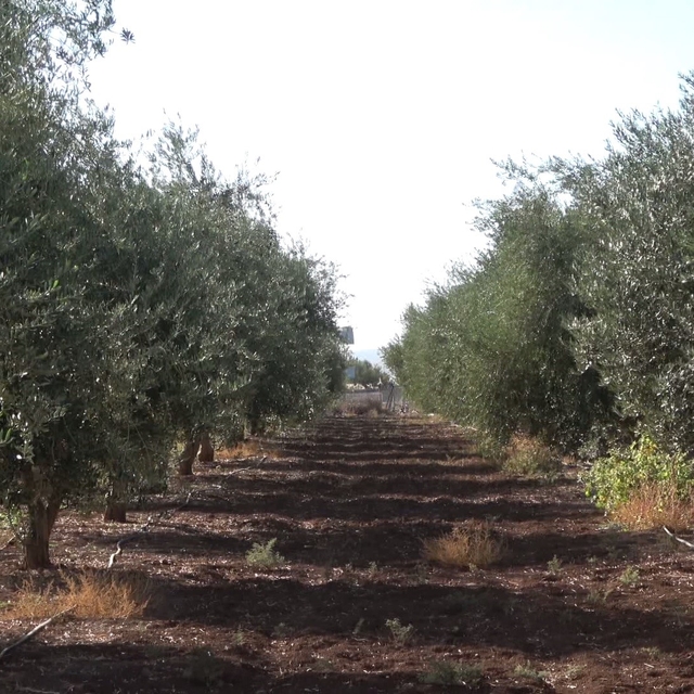 İdil'de zeytini don vurdu
İlçede 150 dönümlük zeytin bahçesinden ürün alına...