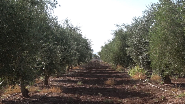 İdil'de zeytini don vurdu
İlçede 150 dönümlük zeytin bahçesinden ürün alınamadı