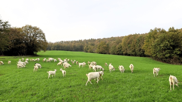 Kocaeli Büyükşehir Belediyesinin süt otu desteğiyle tarlalar yeşile büründü