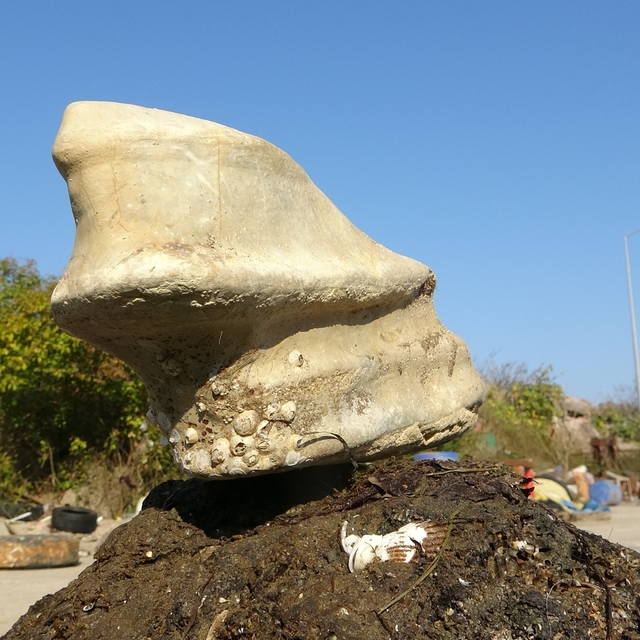 Giresun'un Bulancak ilçesinde denizde bulunan cisim balıkçıları şaşırttı