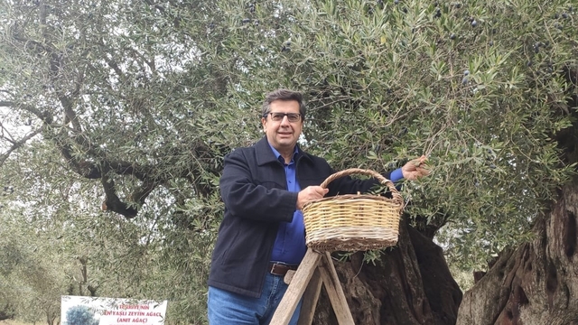 Dünya zeytin ağacı günü Manisa'da buruk geçti