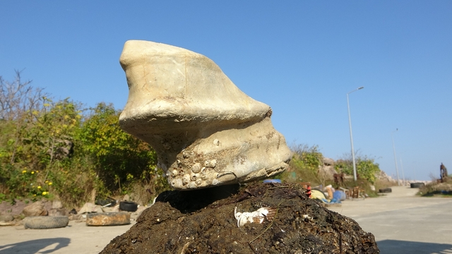 Giresun'un Bulancak ilçesinde denizde bulunan cisim balıkçıları şaşırttı