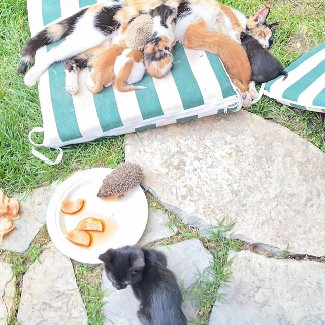 Kedi ve kirpilerin "süt kardeşliği"