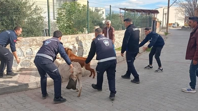 Germencik'te başıboş keçiler toplandı