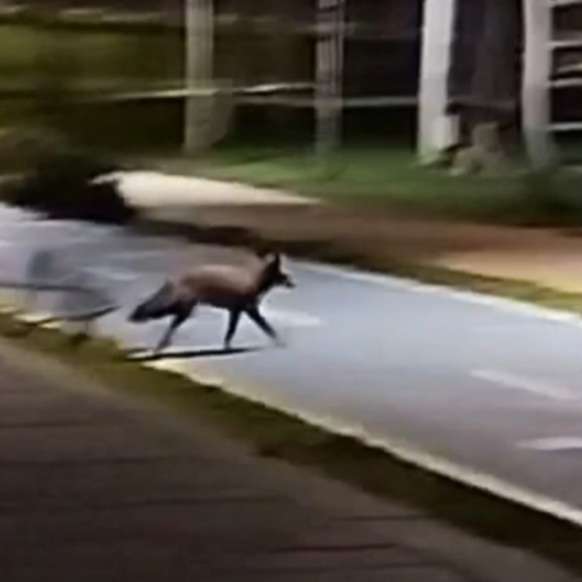 Tekirdağ sahilde tilki görüntülendi