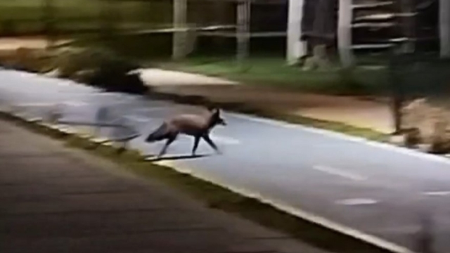 Tekirdağ sahilde tilki görüntülendi