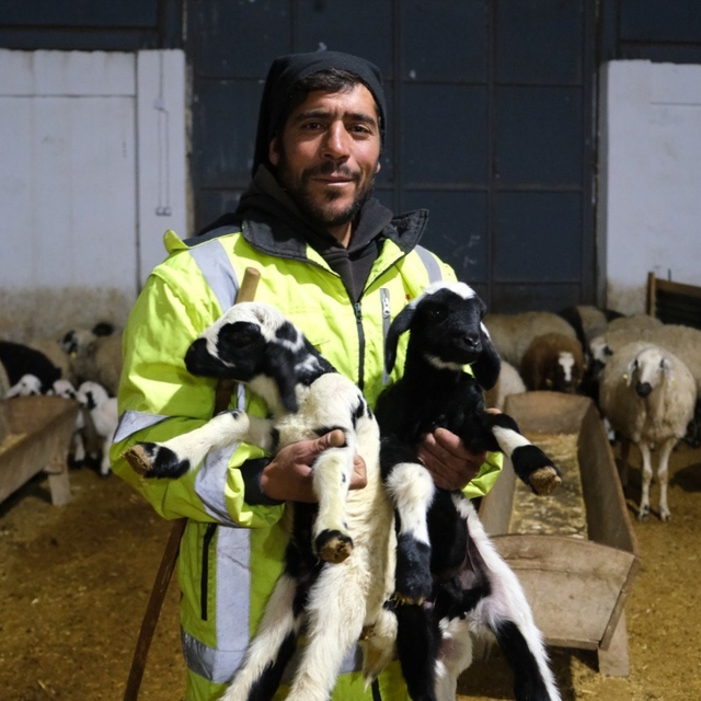 Erzincan'da yılın ilk kuzuları doğdu: Üreticilerin umudu tazelendi