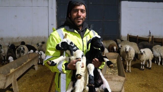 Erzincan'da yılın ilk kuzuları doğdu: Üreticilerin umudu tazelendi