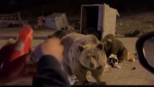 Uludağ'da ayı ailesine sucuk ziyafeti çekerken saldırıya uğradı
Vatandaşın "Sucuğu elle yedirme" girişimi korku dolu anlara neden oldu