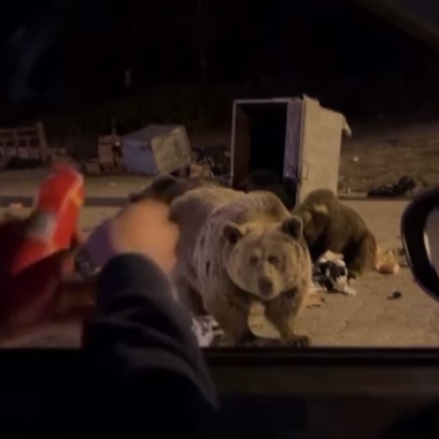 Uludağ'da ayı ailesine sucuk ziyafeti çekerken saldırıya uğradı
Vatandaşın...