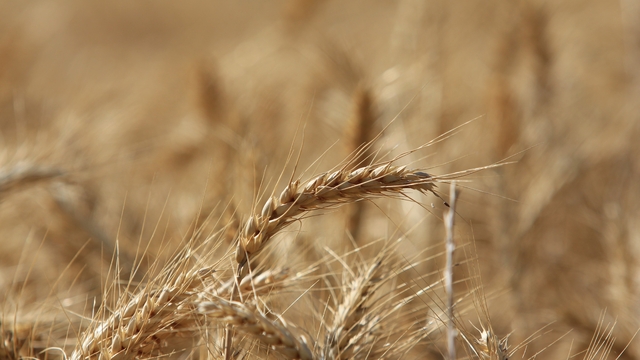 Küresel tahıl üretiminde 105 milyon tonluk rekor artış bekleniyor