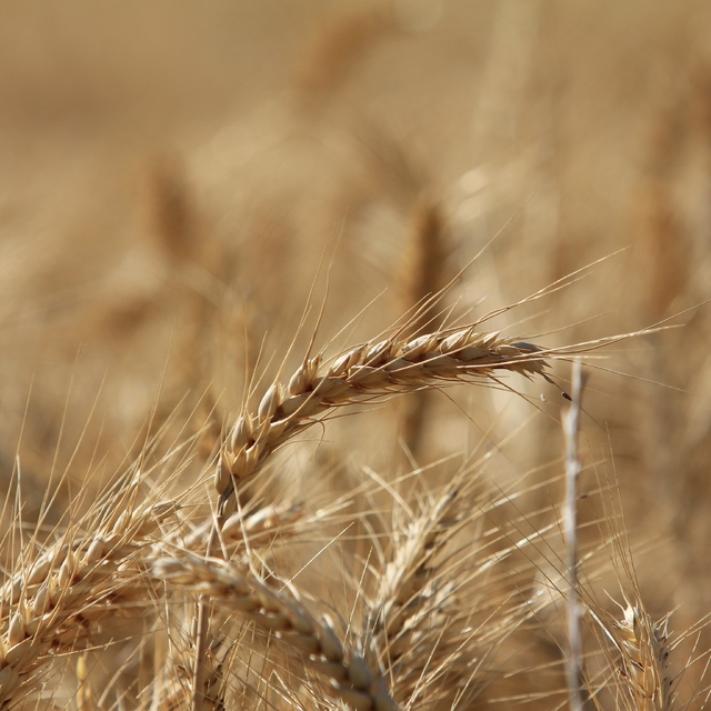 Küresel tahıl üretiminde 105 milyon tonluk rekor artış bekleniyor