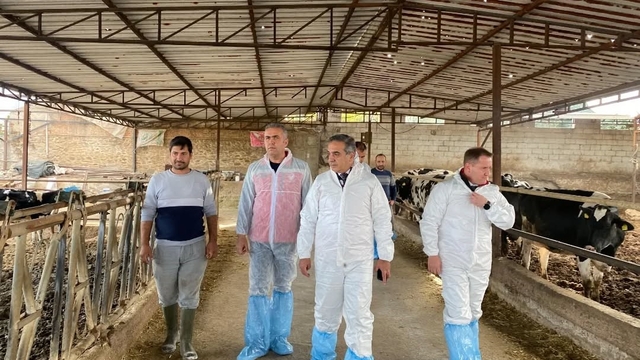 Aydın'da şap hastalığına karşı 565 bin 687 doz aşı uygulandı