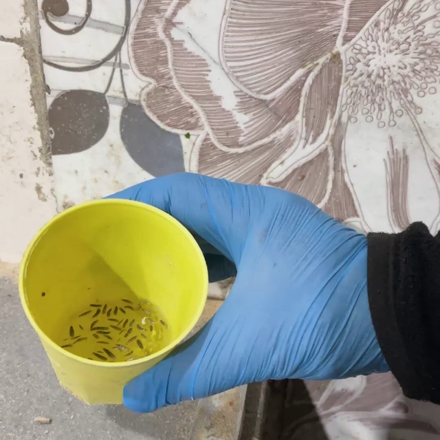 Fırın denetiminde mide bulandıran görüntüler, zabıta böcek çeşitlerini saym...