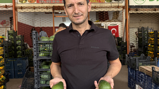 Alanya avokadosunda rekolte beklentisi 150 milyon adet