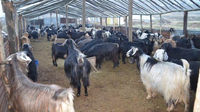Muş'ta besiciler hayvanlarını soğuktan korumak için çadır kurdu