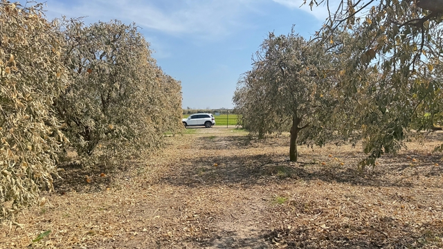 Yüreğir Ziraat Odası Başkanı Doğan: "Greyfurt üreticileri de destek programına alınmalı"