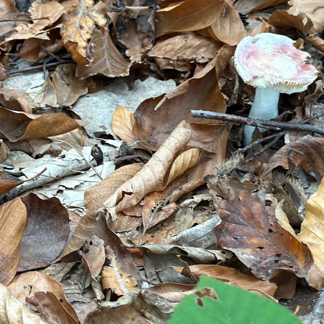 Uzmanından mantar uyarısı: "Hepsi risk içeriyor"
"Zehirli mantar tabii ki ö...