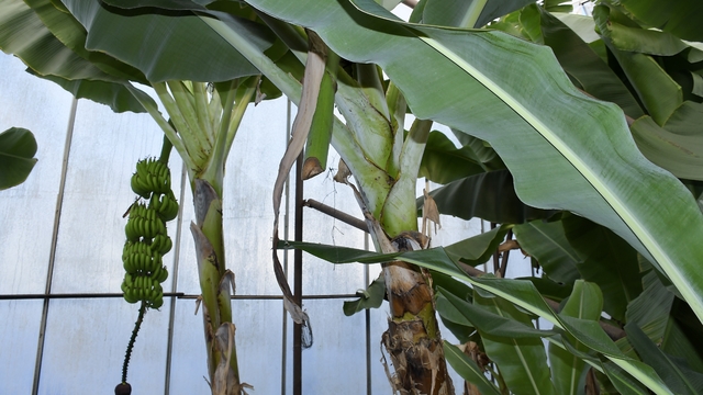 Mersin'de ilginç hırsızlık: Hırsızlar muz ve avokado hasadı yaptı