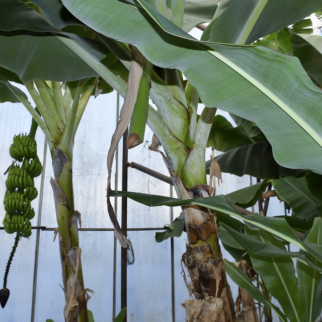 Mersin'de ilginç hırsızlık: Hırsızlar muz ve avokado hasadı yaptı
