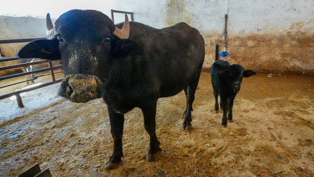 Diyarbakır'da embriyo transferiyle doğan manda "Dicle" anne oldu