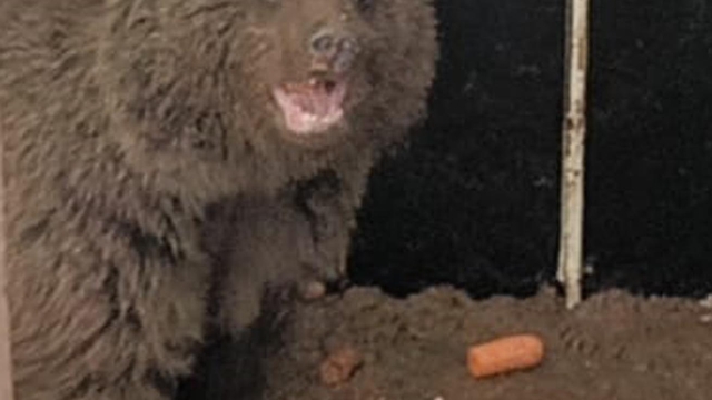 Bitkin halde bulunan yavru ayıya özel bakım