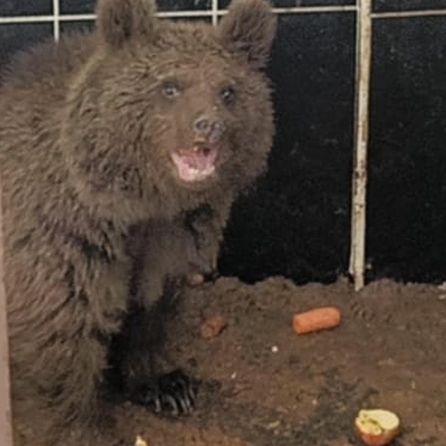 Bitkin halde bulunan yavru ayıya özel bakım