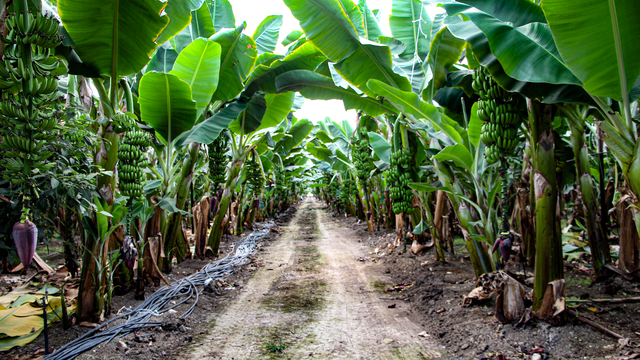 Adana'da muz üretimi, devlet teşvikleriyle 7 bin 500 dekara çıktı