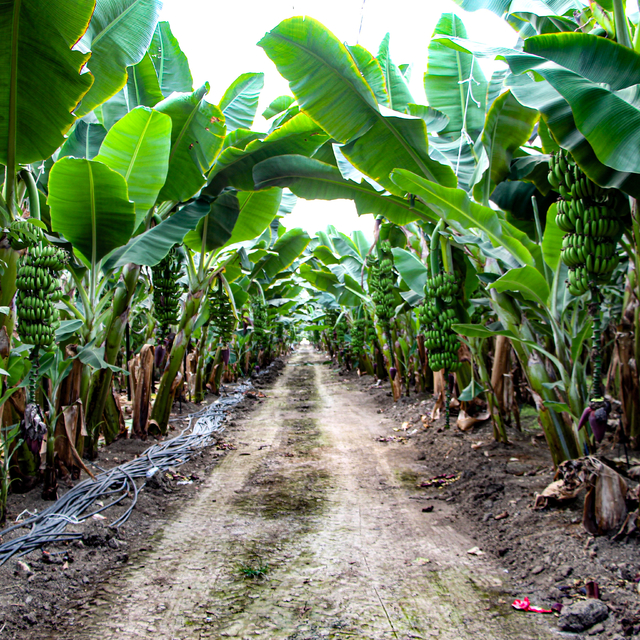 Adana'da muz üretimi, devlet teşvikleriyle 7 bin 500 dekara çıktı
