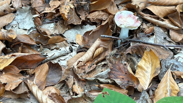 Uzmanından mantar uyarısı: "Hepsi risk içeriyor"
"Zehirli mantar tabii ki öldürebilir"