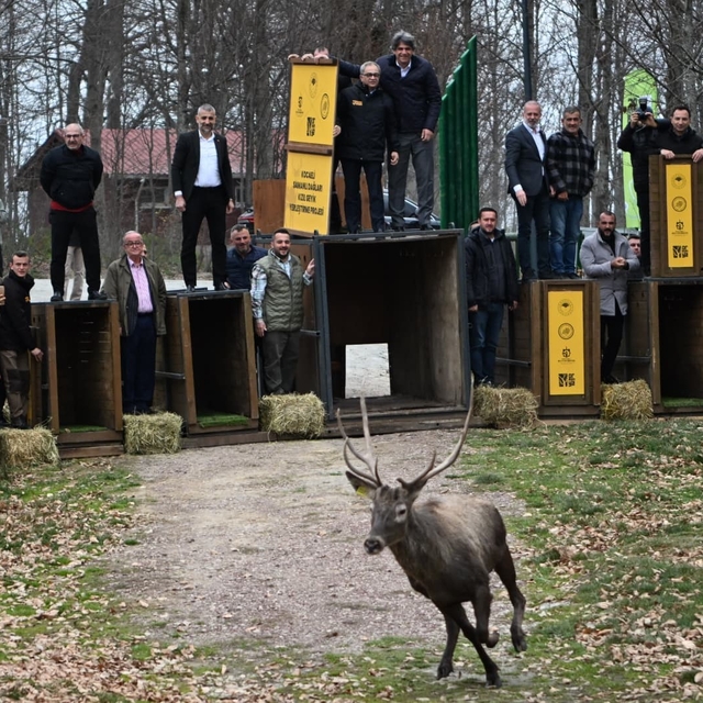 Kuzuyayla'nın GPS'li geyikleri
Kocaeli'de 8 kızıl geyik daha doğal yaşamla...