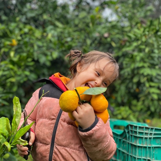 Havran Mandalinası'nda hasat vakti