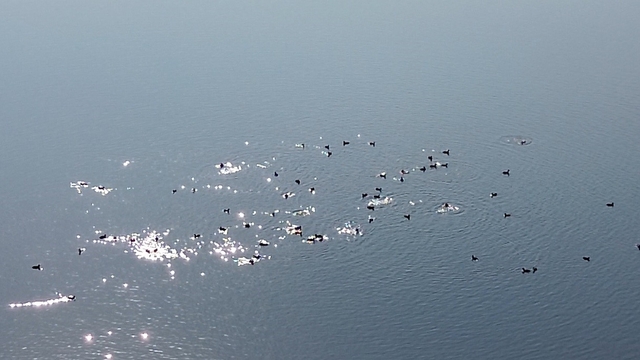 Kars Barajı, göçmen kuşların yeni mekan
Doğaya can suyu oldu