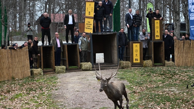 Kuzuyayla'nın GPS'li geyikleri
Kocaeli'de 8 kızıl geyik daha doğal yaşamla buluşturuldu